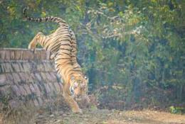 Jim Corbett Photo