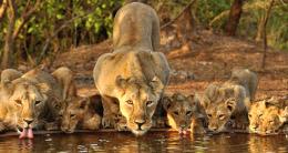 Sasan Gir Photo